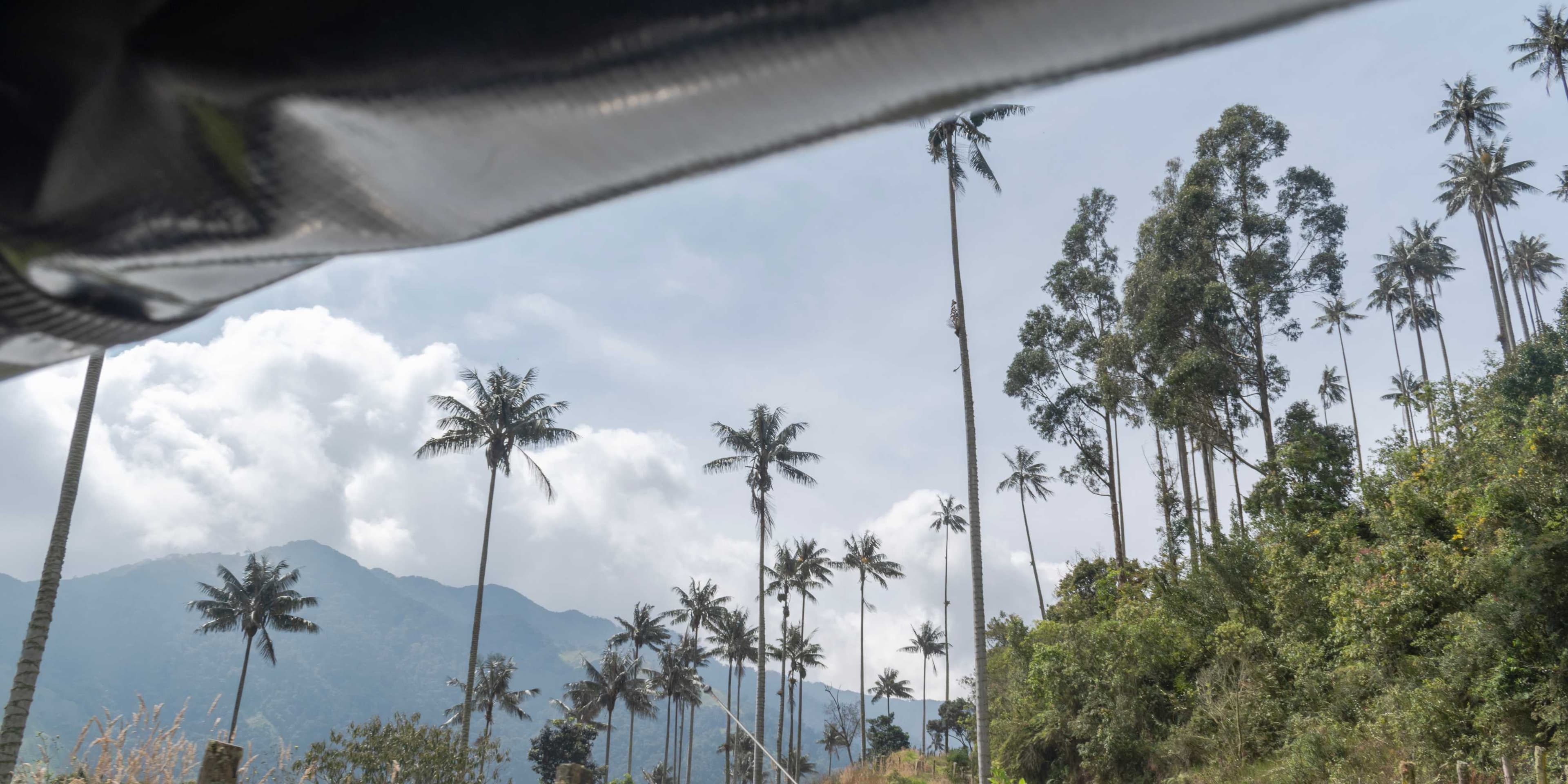 Bosque de Palma de Cera y Termales en Toche