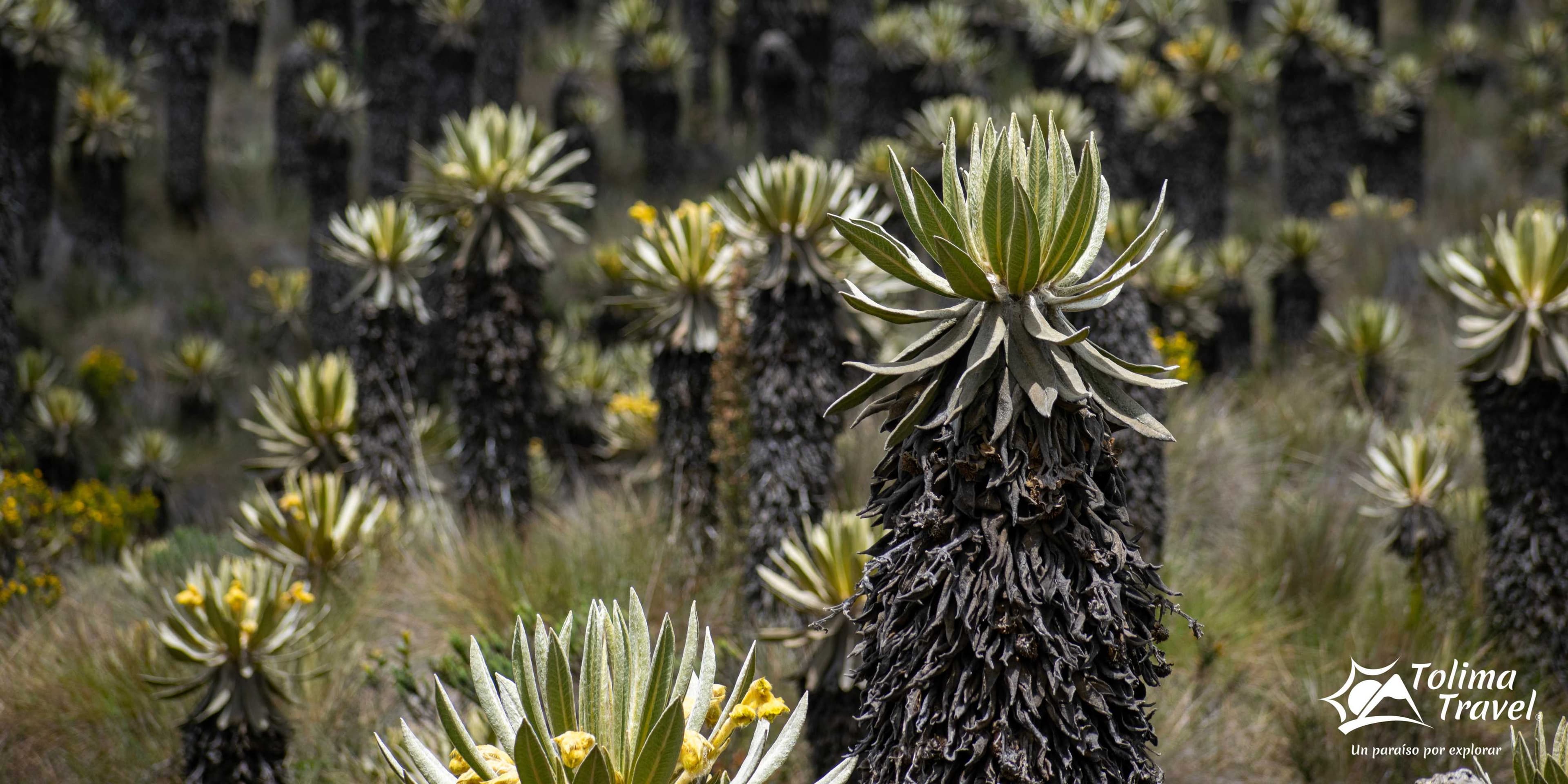 Murillo y Termales el Otoño