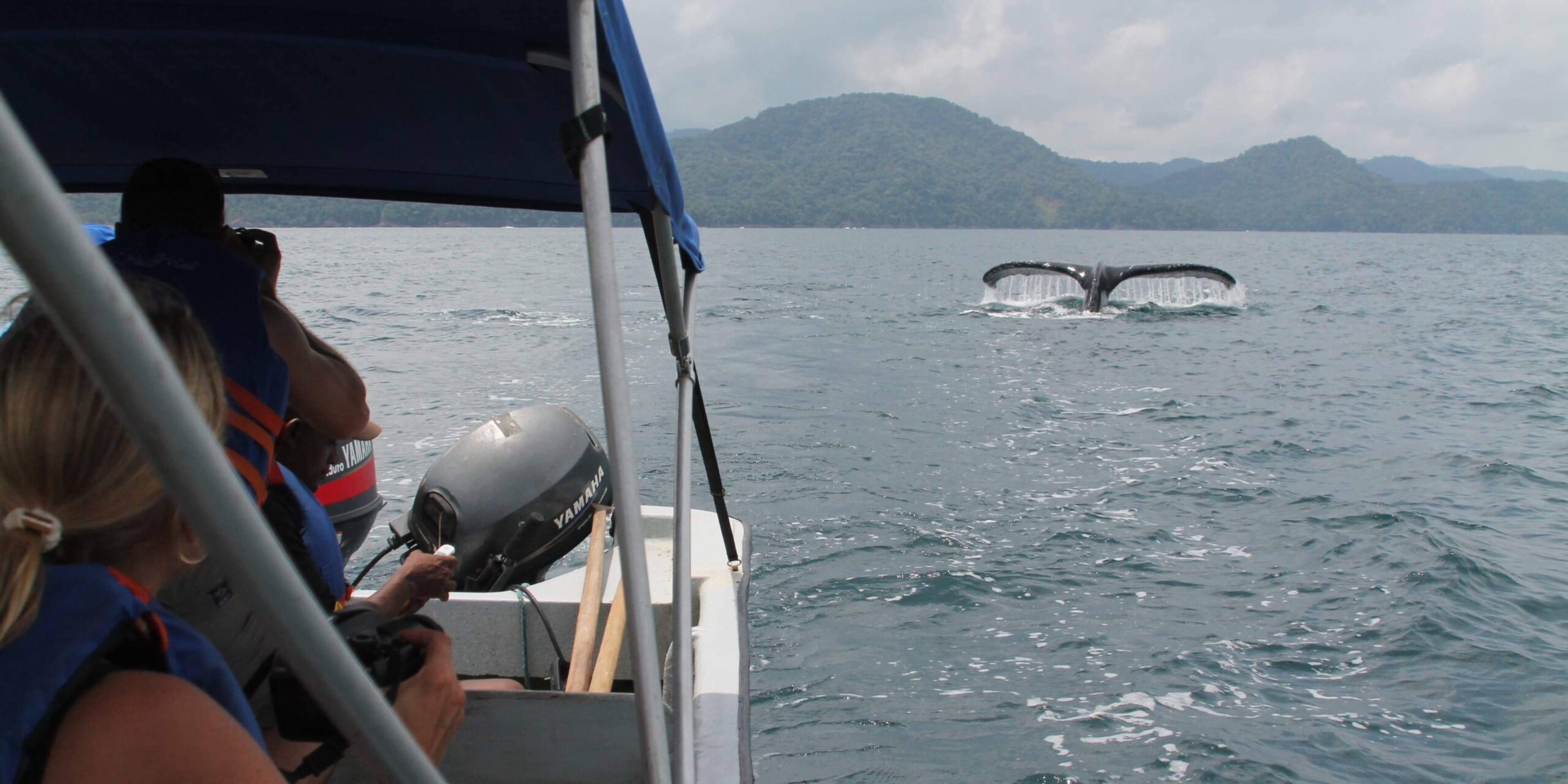 Pacifico, avistamiento de ballenas