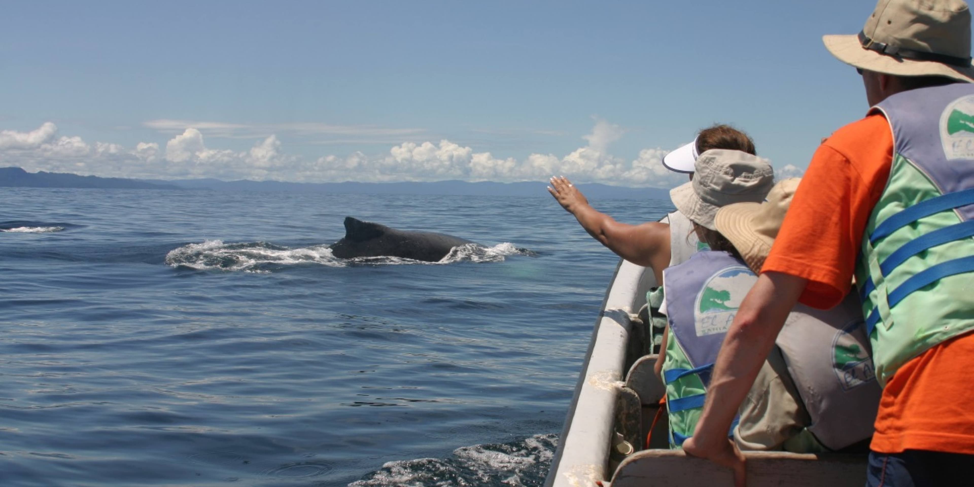 Pacifico, avistamiento de ballenas