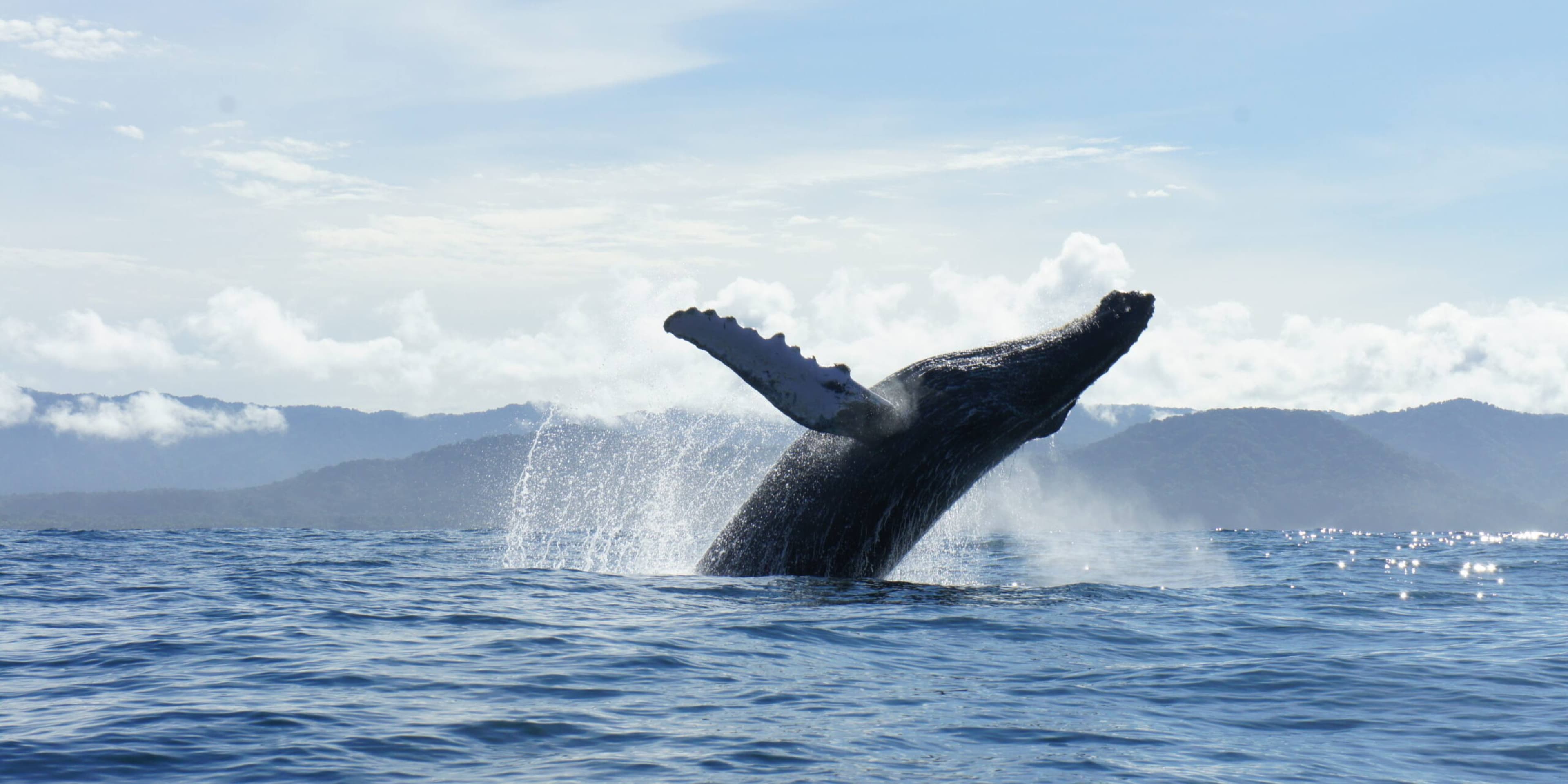 Pacifico, avistamiento de ballenas