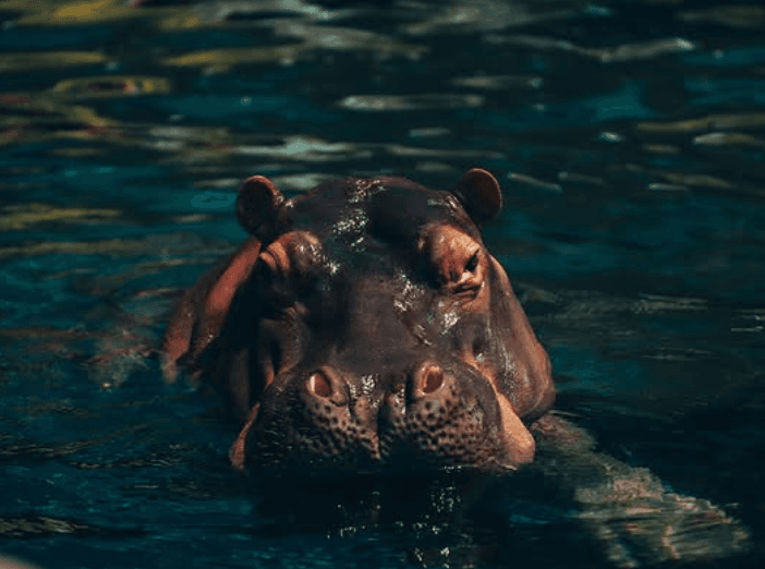 Bioparque Ukumarí y Parque Acuático Consotá