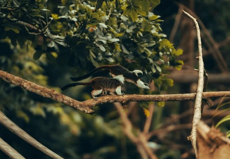 Bioparque Ukumarí y Parque Acuático Consotá