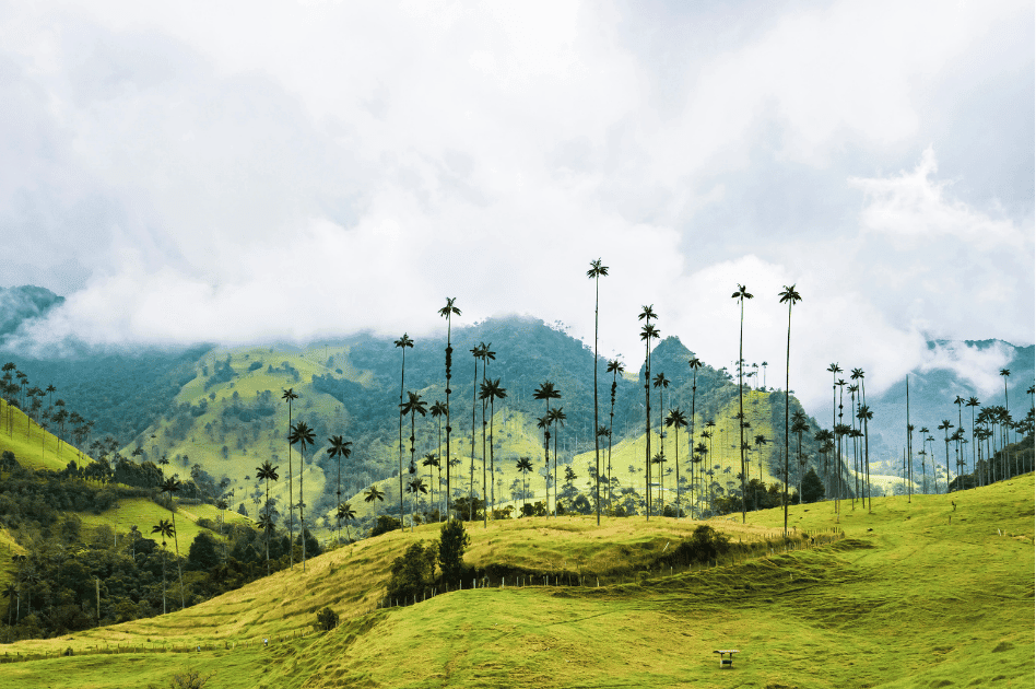 Tres destinos: Salento, Valle de Cocora y Filandia.